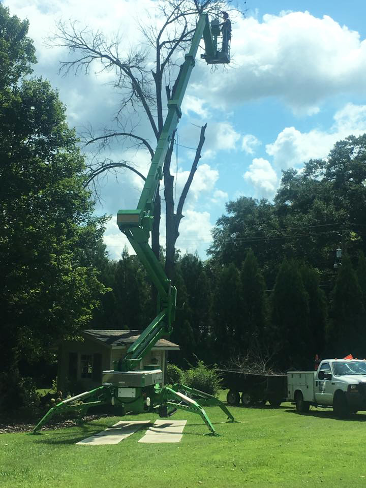 Davis Tree Service for Tree Trimming, Removal, small jobs and large jobs